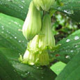 Polygonatum stenanthum